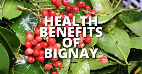 bignay benefits